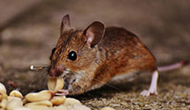 24 Hour & Emergency Exterminators in East Pecos, NM